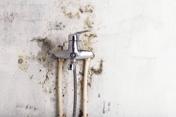 Trusted Terrace Park, OH Mold Remediation Experts