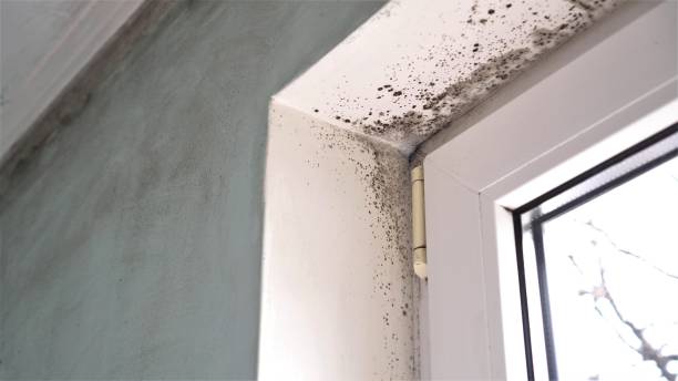 Best Black Mold Remediation in Terrace Park, OH