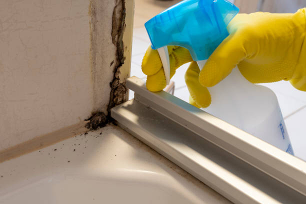 Best Residential Mold Remediation in Terrace Park, OH