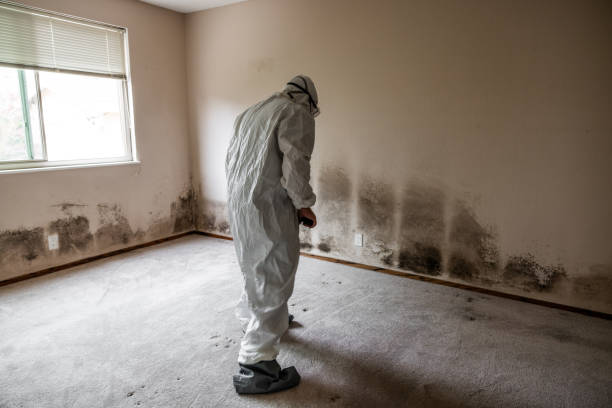 Best Emergency Mold Remediation in Terrace Park, OH