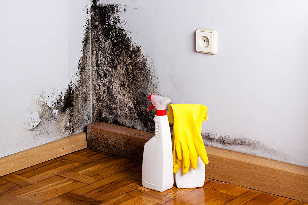 Best Industrial Mold Remediation in Terrace Park, OH